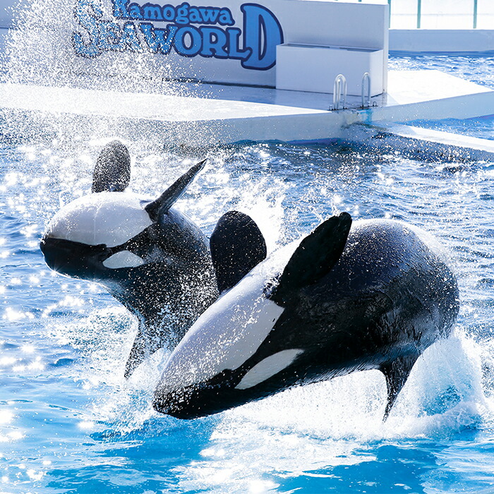 楽天市場】【ふるさと納税】鴨川シーワールド 1Dayチケット 1枚