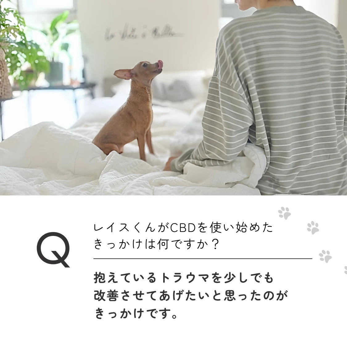 低価格&高品質 中型犬用5%CBDオイル | Naturecan ネイチャーカン