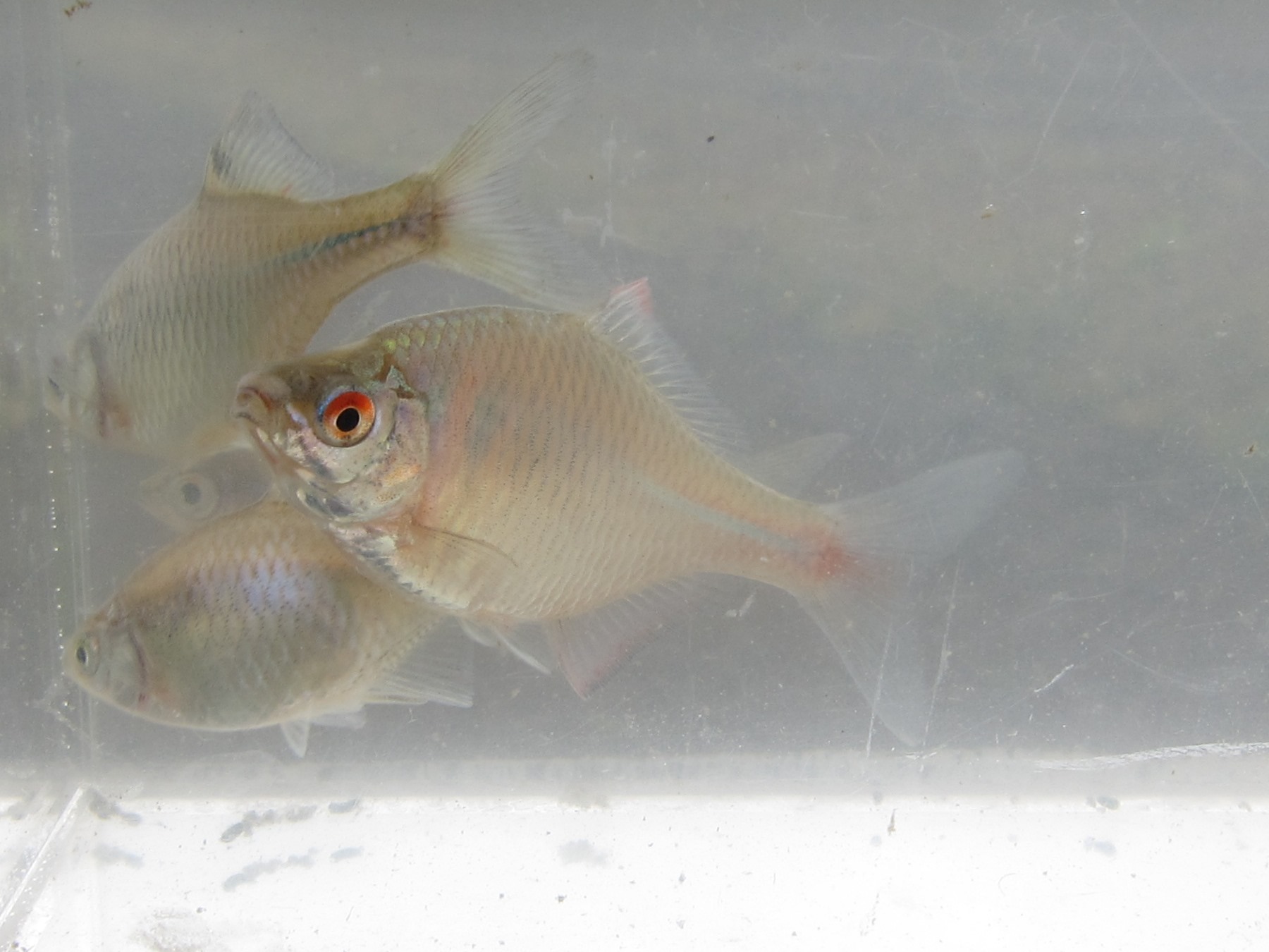 ここはどこ？わたしはだれ？タイリクバラタナゴの受難 | 香川淡水魚研究会